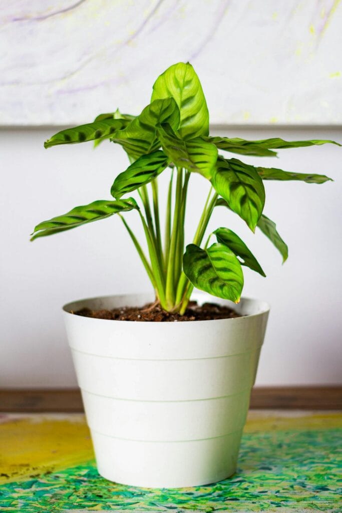 Calathea as indoor plant 