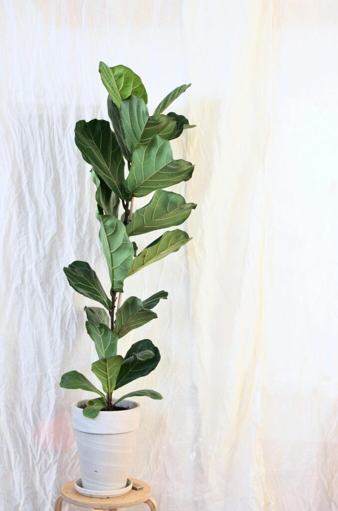 Fiddle Leaf Fig as indoor plant 