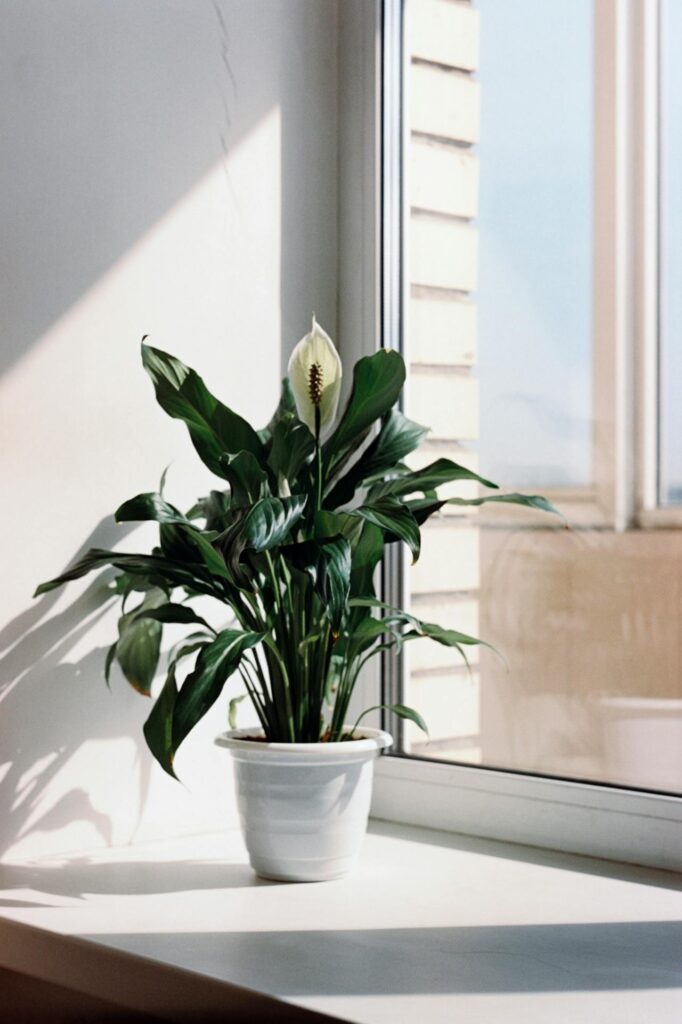 Peace Lily  as indoor plant