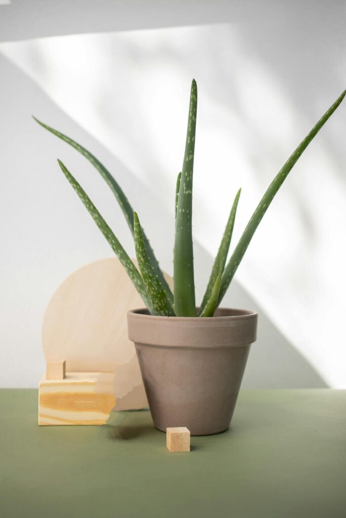 Aloe Vera as indoor plant