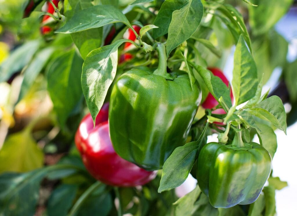 Bell pepper growing in container