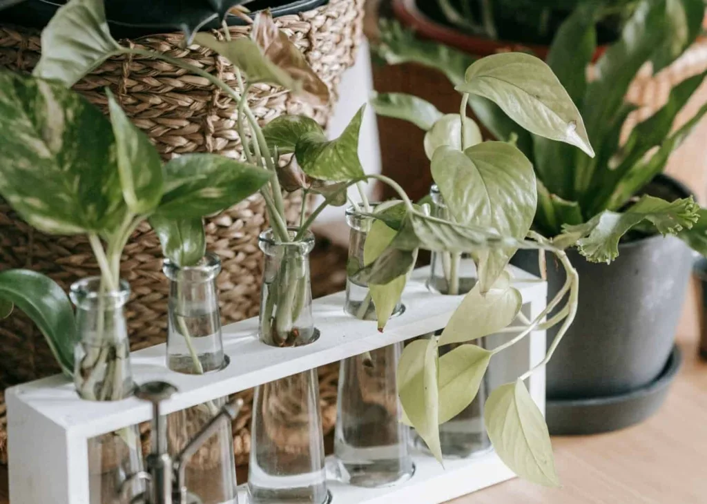 Top 6 essentials for growing pothos in water .