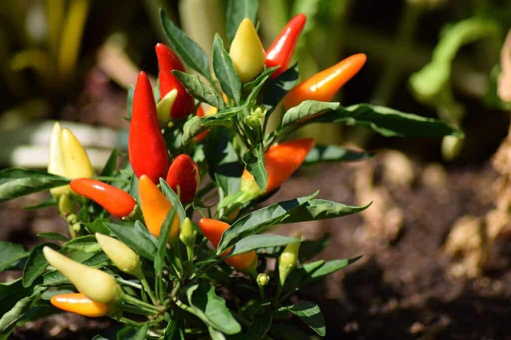 Growing chilli papers and container in terrace