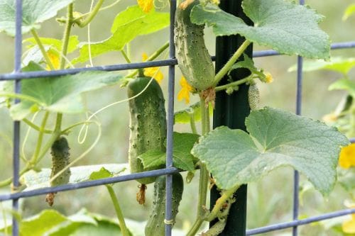 Growing cucumber in container