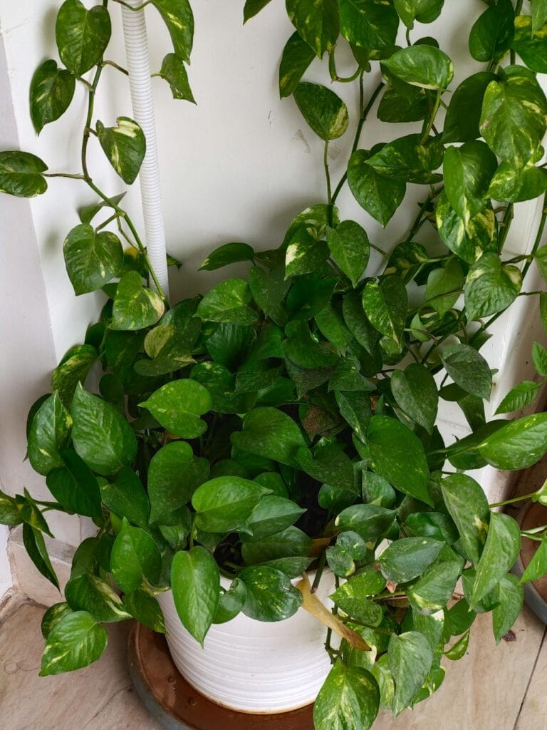 Devils ivy as indoor plant