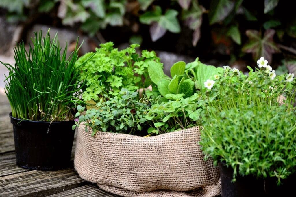 Growing herbs in container