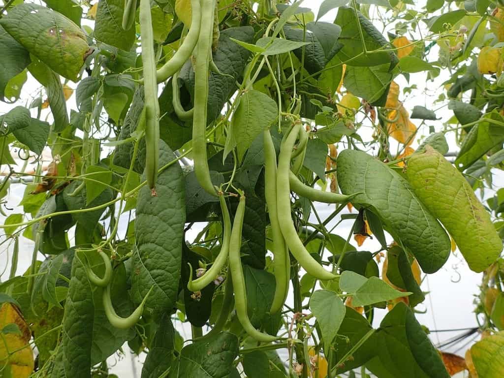 Growing green beans in a container