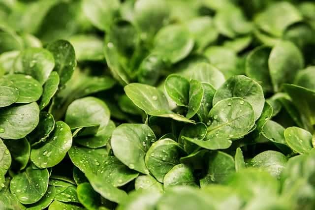 Lettuce seedlings