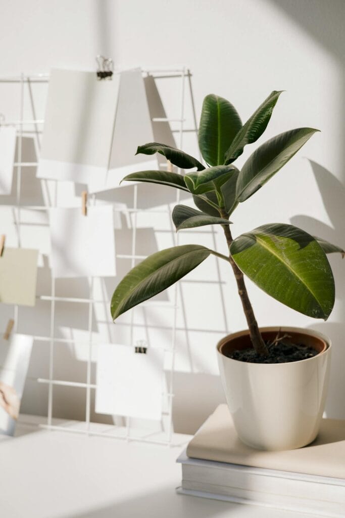 Rubber plant as indoor plant 