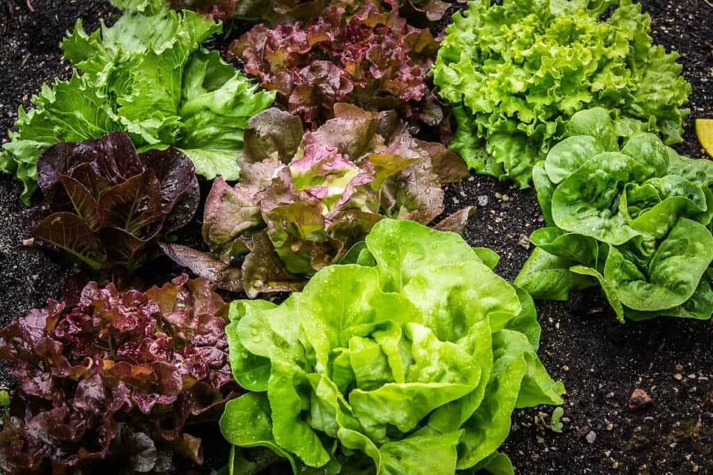 How to grow lettuce . Step by step guide for growing lettuce.