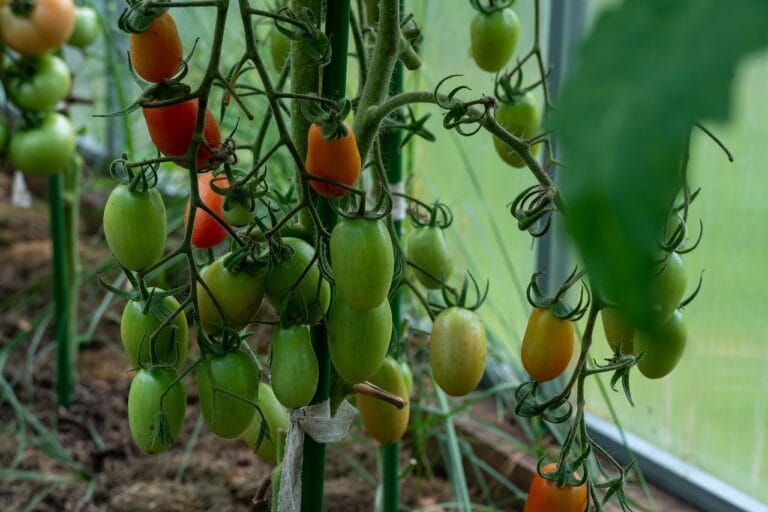 How to grow tomatoes from fresh tomato seeds