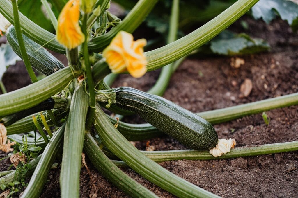 Growing zucchini