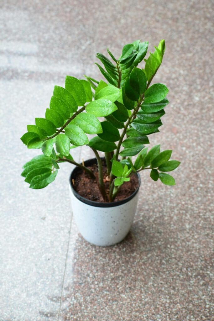 ZZ plant as indoor plant