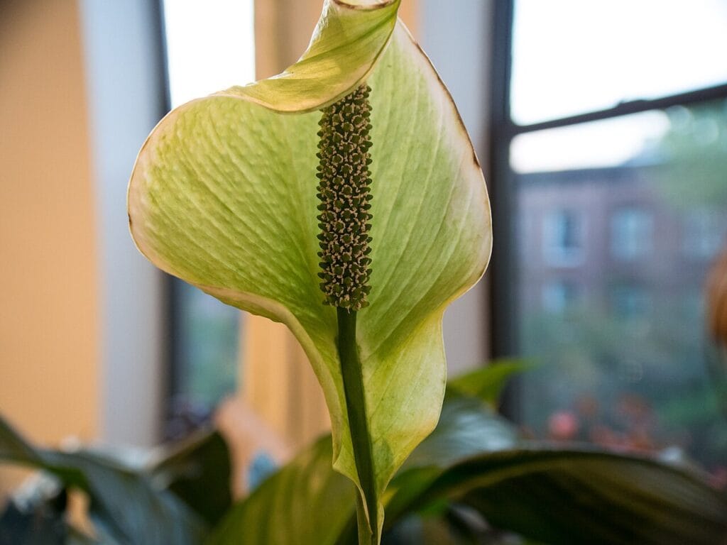 Peace lily care outdoors . Some problems and trouble shooting guides