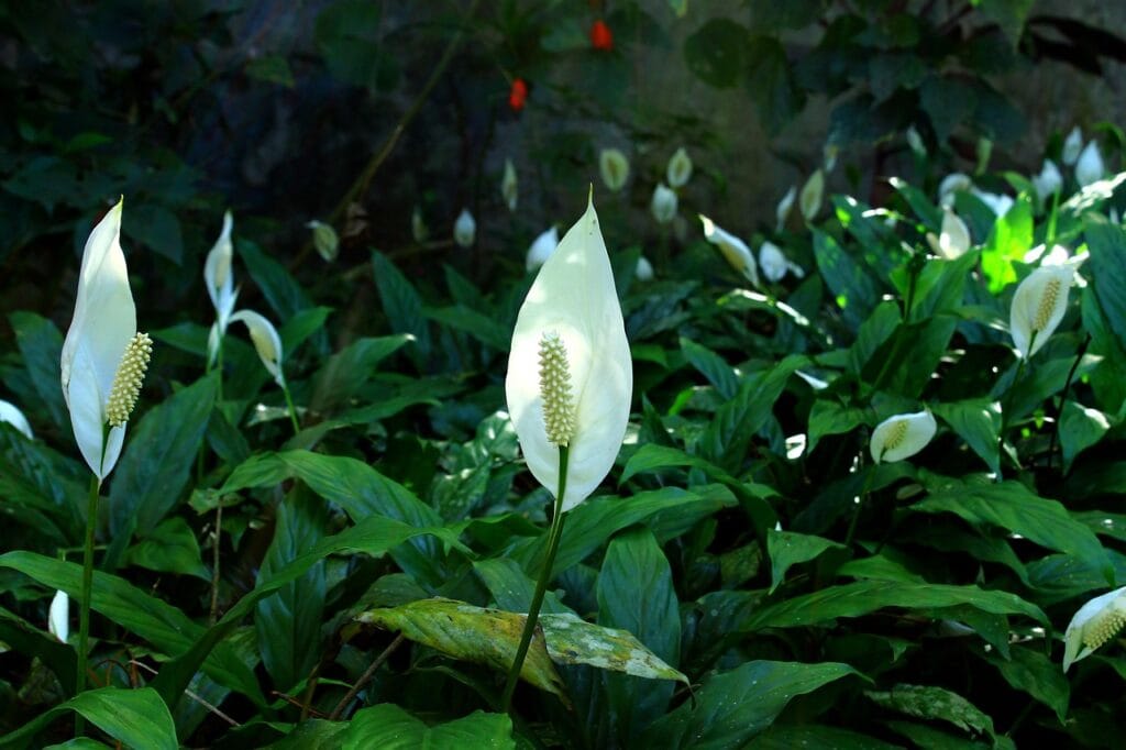 Why should one keep peace Lily in outdoor . Peace Lily should be stored in shaded area