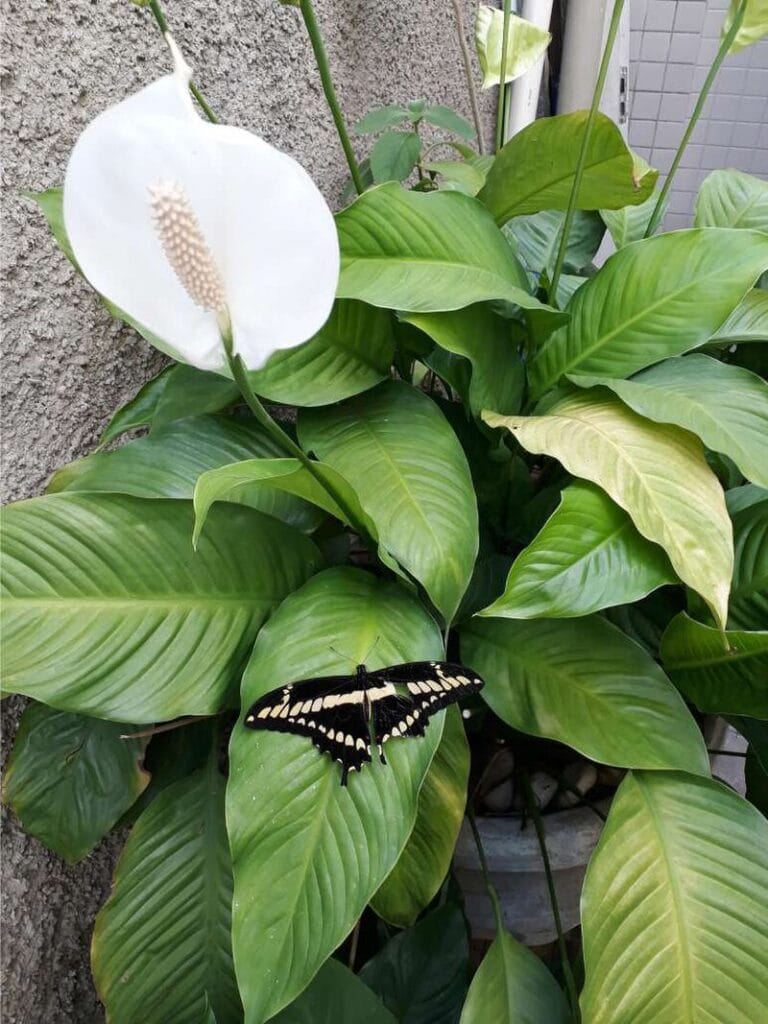Is it possible to grow peace Lily outdoor ? Is definitely here is a peace Lily which is growing outdoor