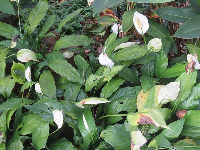 Common pest if peace lilies outdoors care