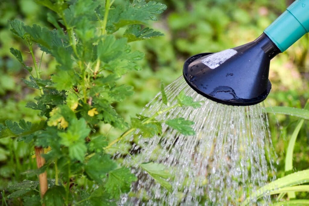 How to water your plant