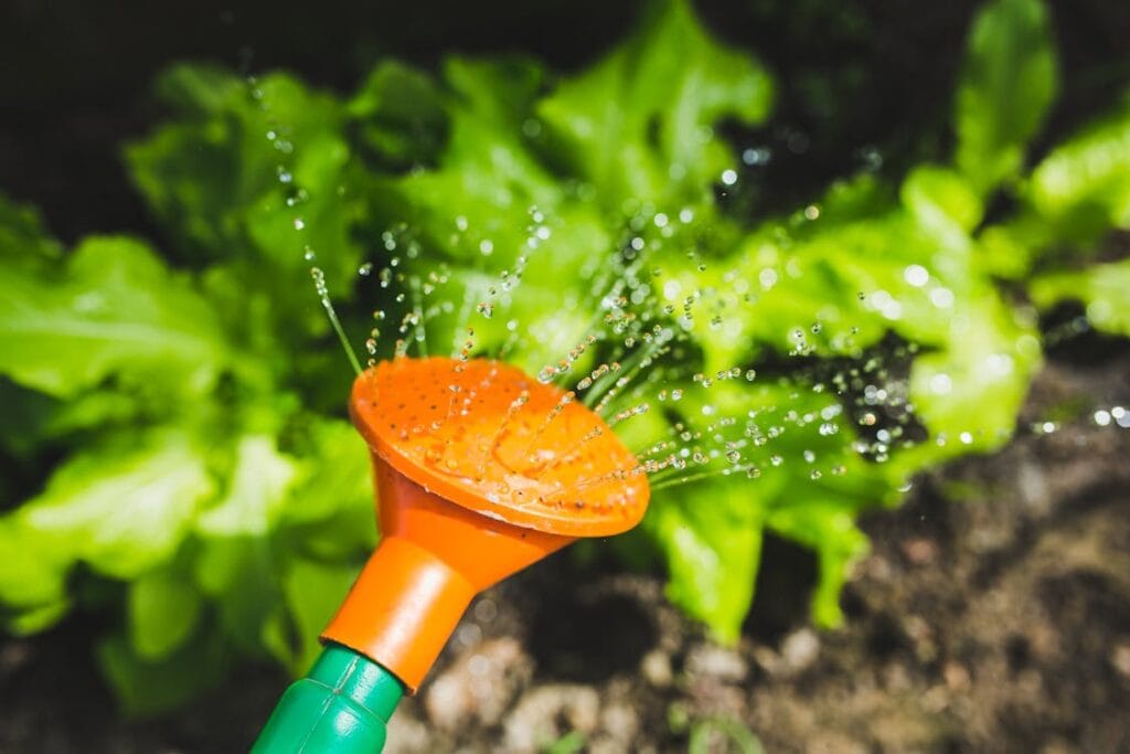 The right way to water your plant