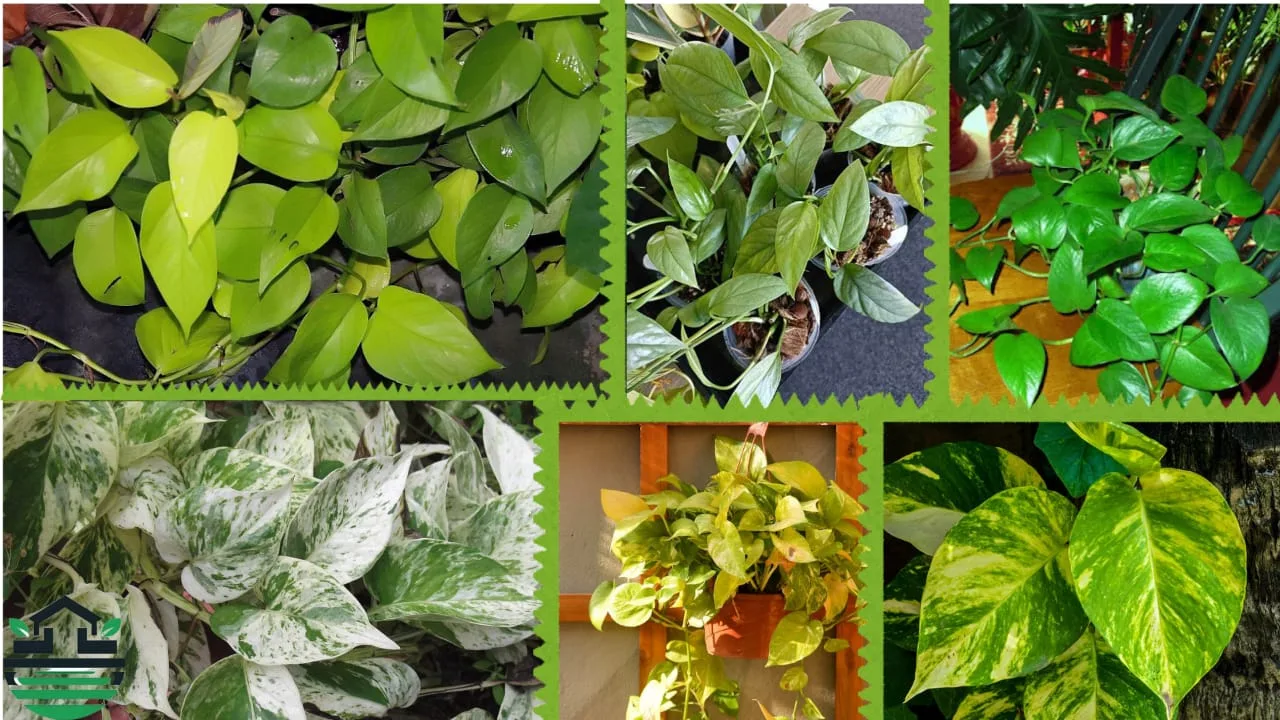 Different types of pothos
