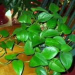 Pothos