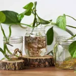 Growing pothos in water permanently