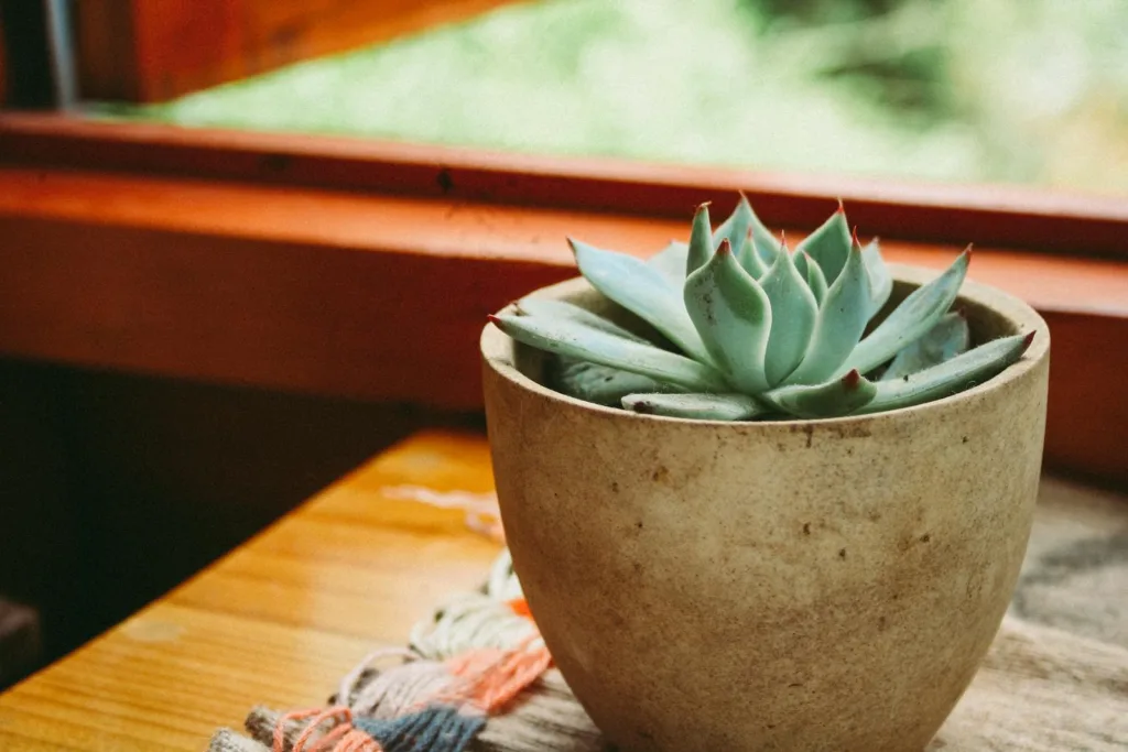 A vibrant succulent in a rustic ceramic pot displayed by a sunlit window.Best pots for indoor plants