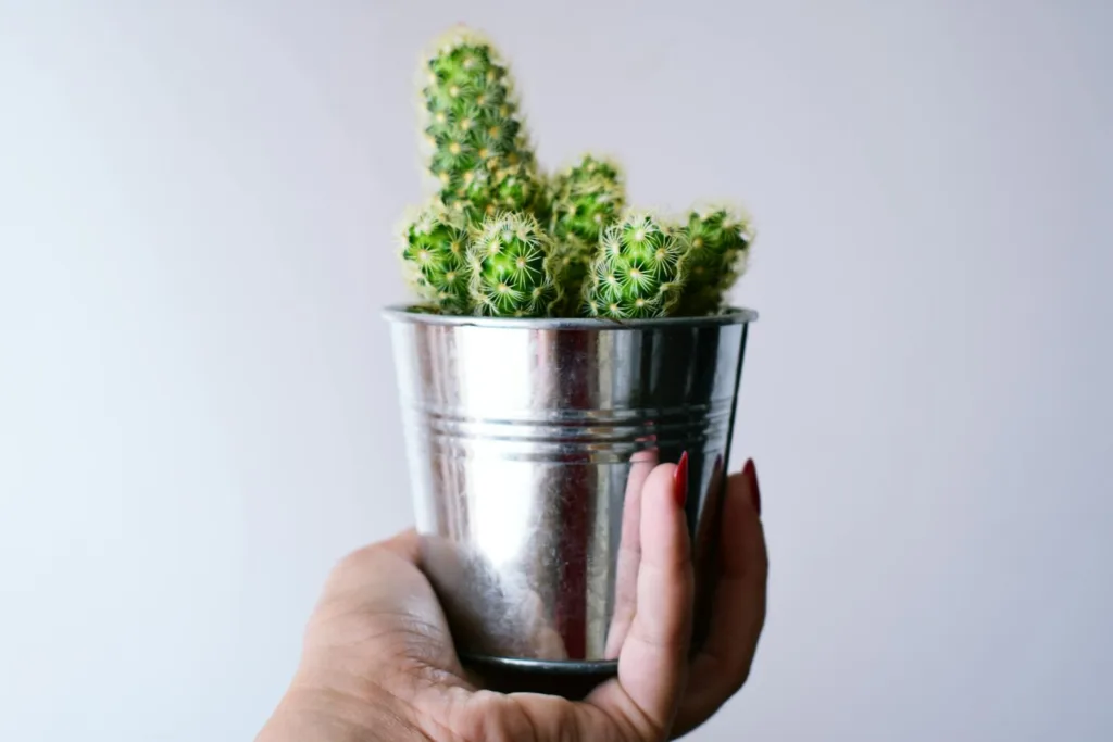 A close-up image of a cactus plant with spines held in a silver metallic pot.Best pots for indoor plants