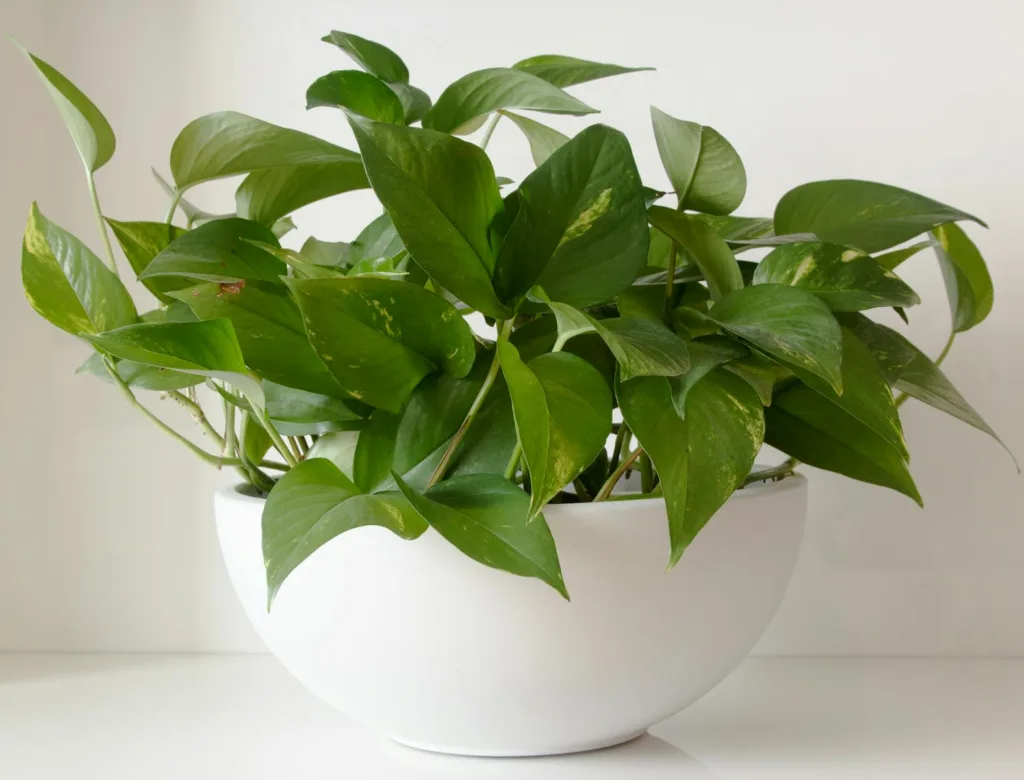 Lush green pothos plant thriving in a white plastic pot, perfect for home decor. Best pots for indoor plant