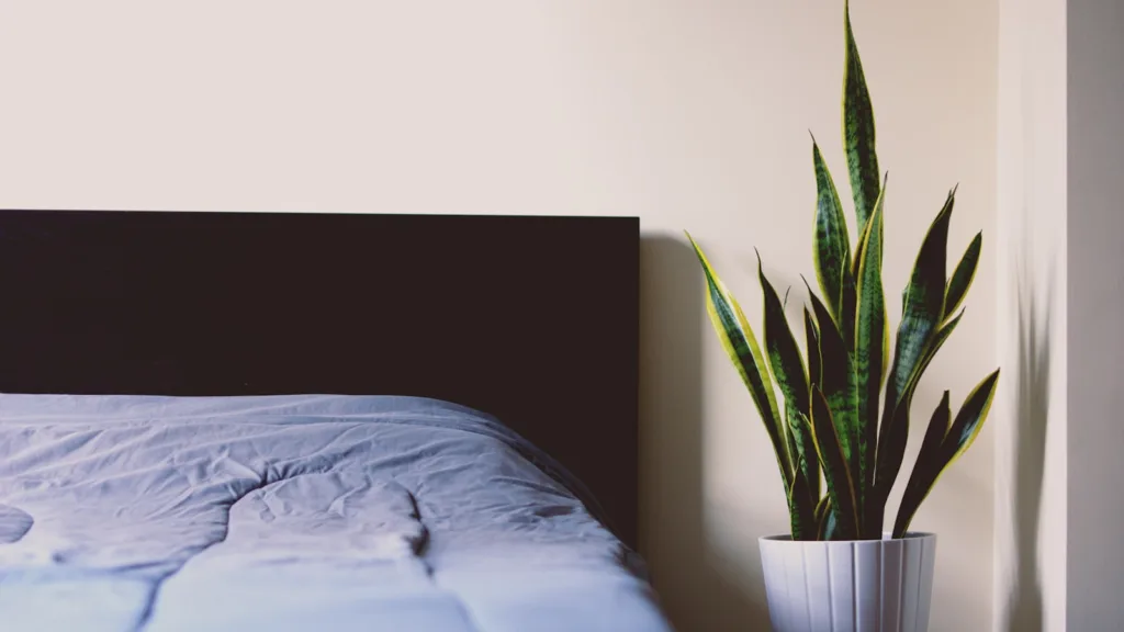green snake plants on white ceramic plant vase in bedroom