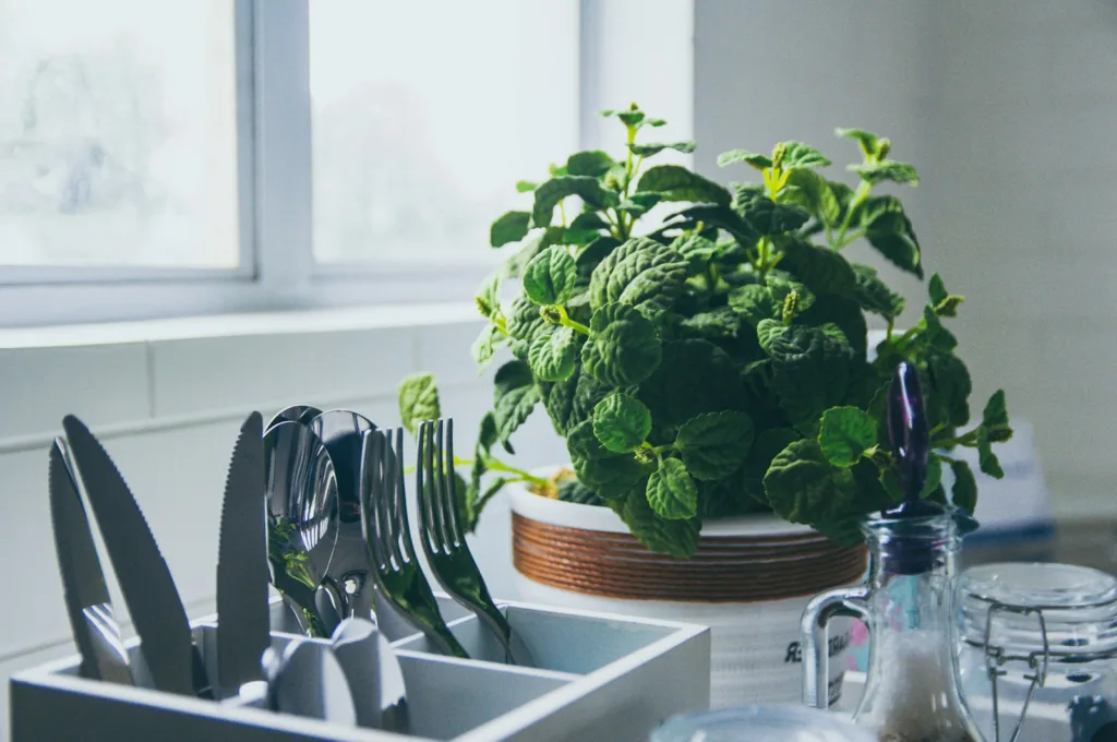 green leafed plant at daytime in kitchen