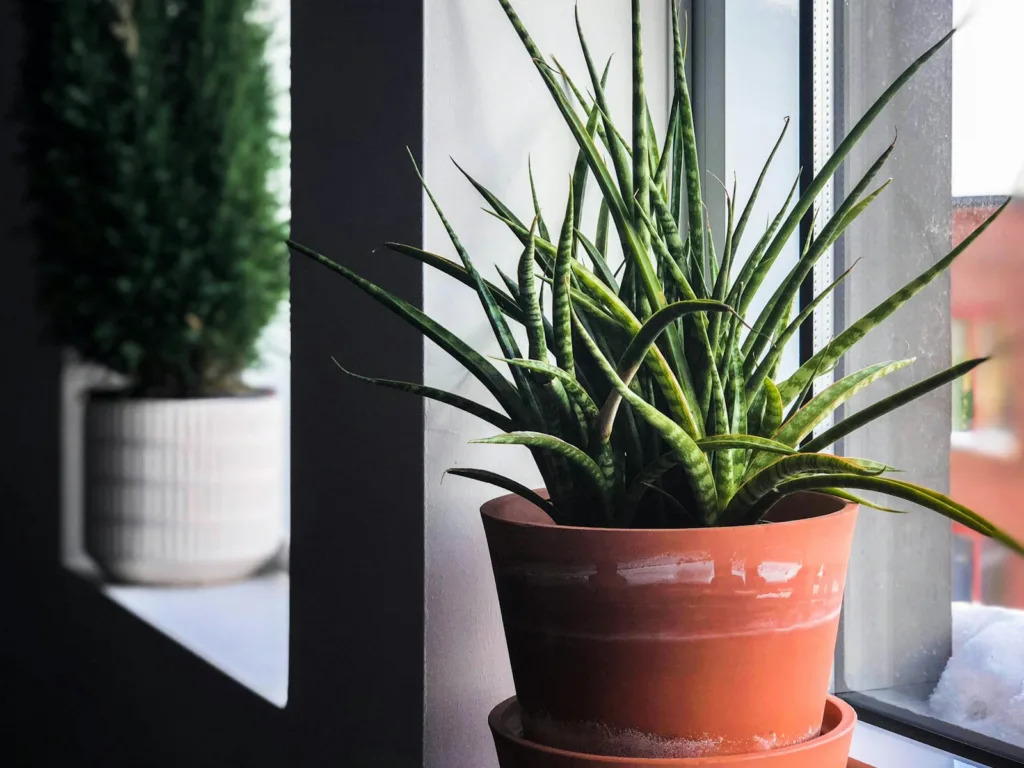 viper snake plant in pot beside window. Best pots for indoor plant