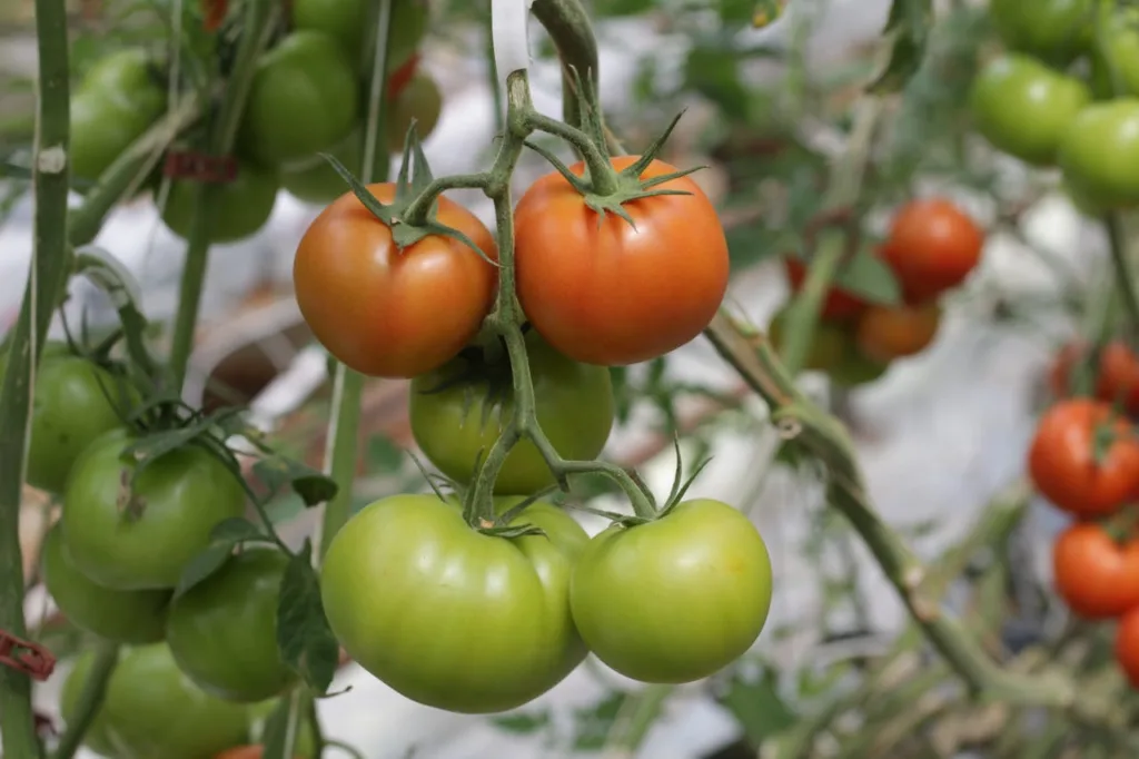 Fruiting in tomato