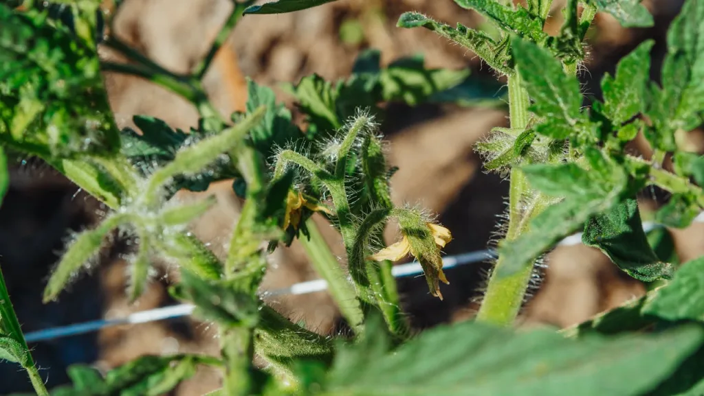 fruiting in tomato plants