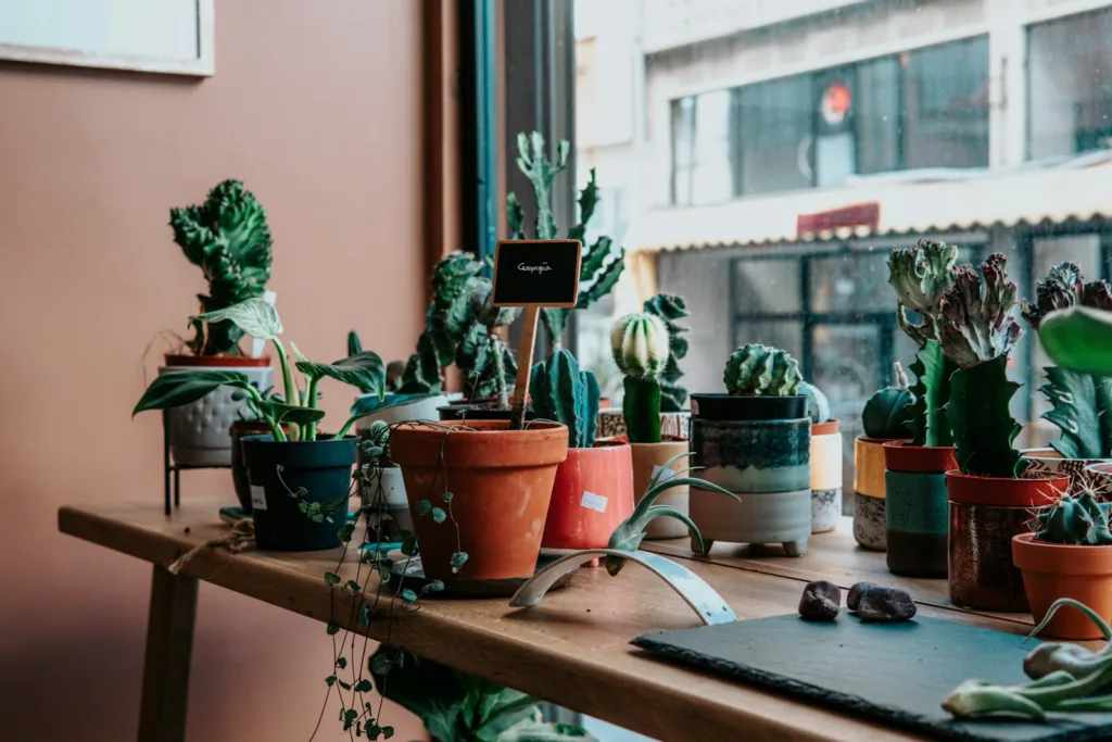 Best pots for indoor plants