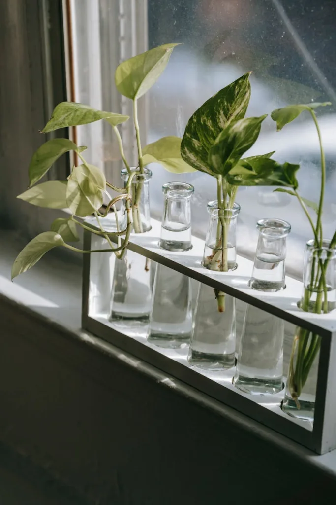 Epipremnum plant sprigs with wavy green leaves in transparent vases with water against window in sunlight