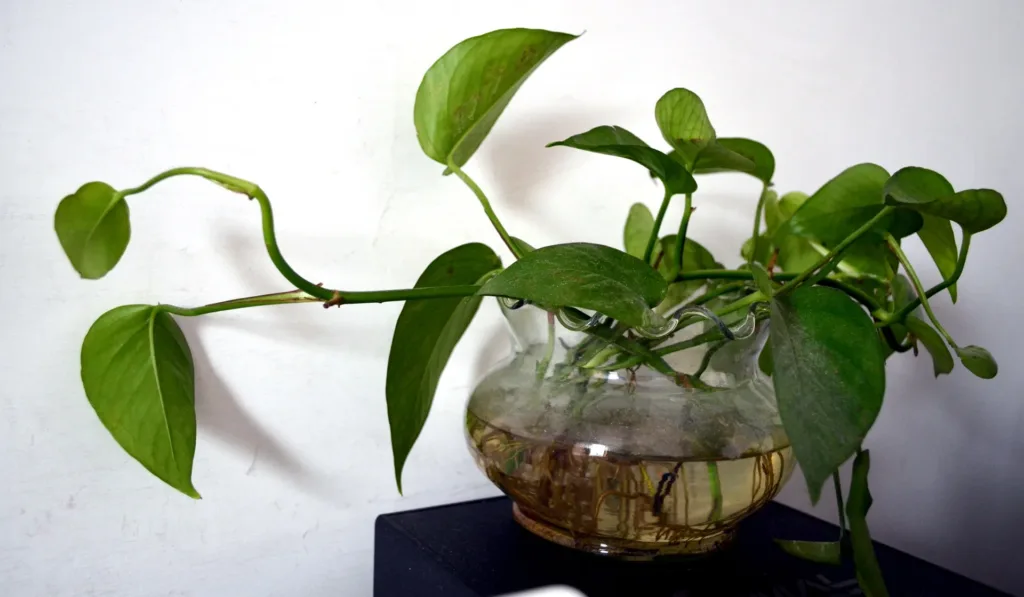 Propagating photos in water . How to