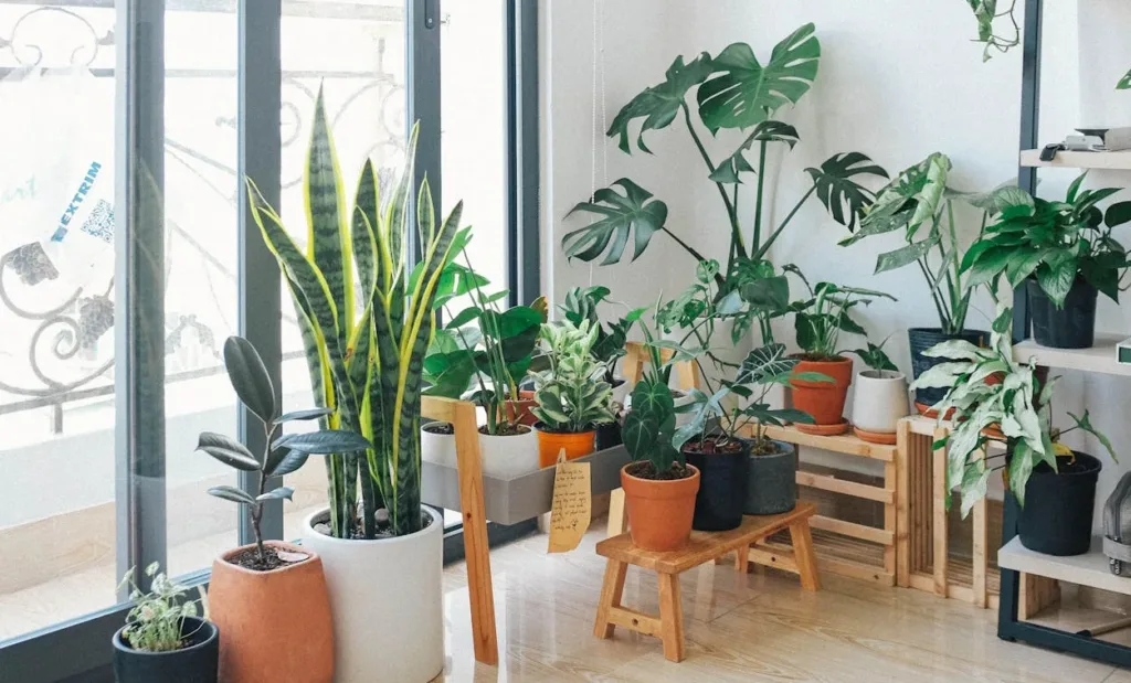 Best Plants for Low Light Bedrooms That Clean the Air